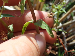 Gratiola pedunculata