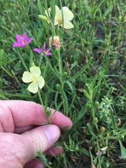 Oenothera spachiana
