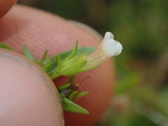 Gratiola pedunculata