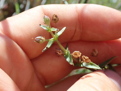 Gratiola pedunculata
