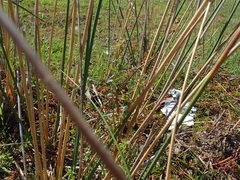 Gratiola pedunculata