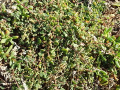 Chenopodium trigonon trigonon