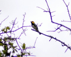 Setophaga chrysoparia