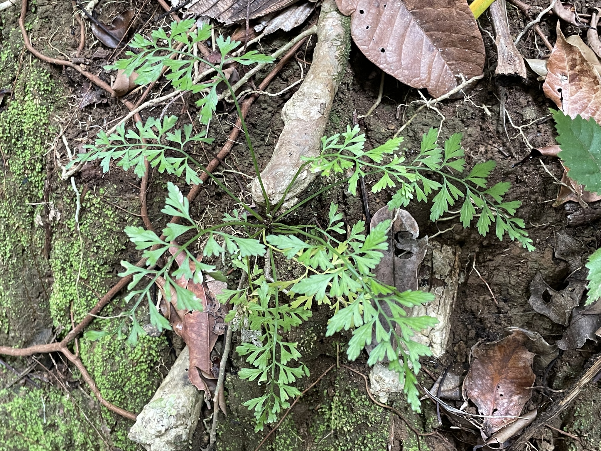 Asplenium bipartitum