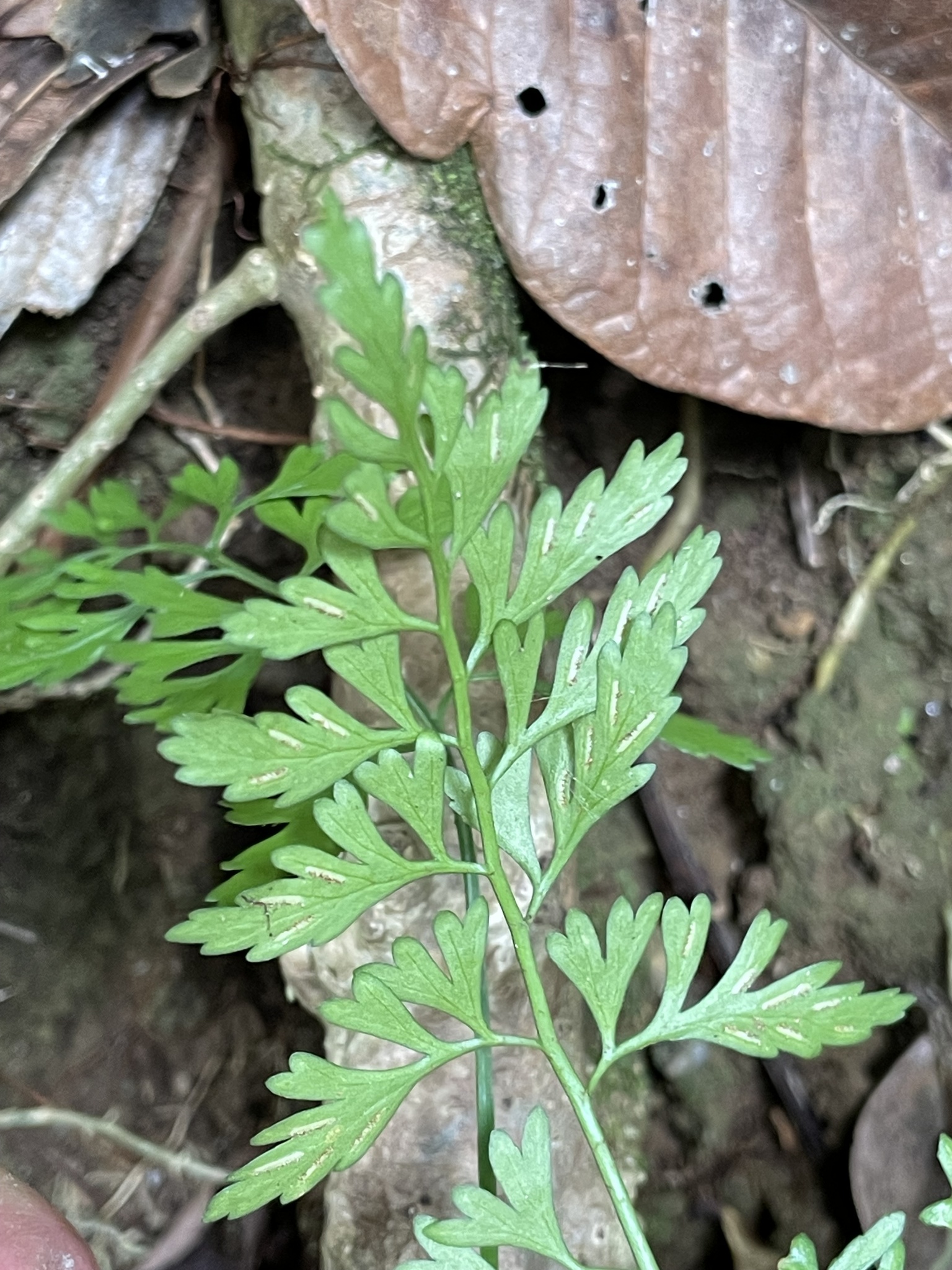 Asplenium bipartitum Bory ex Willd. 2