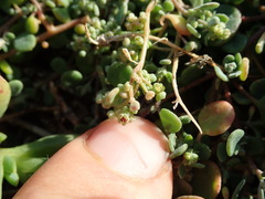 Chenopodium trigonon trigonon