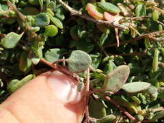 Chenopodium trigonon trigonon