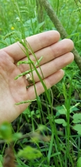Carex oxylepis