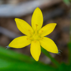 Hypoxis hirsuta