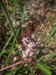 Asclepias michauxii