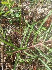 Asclepias michauxii