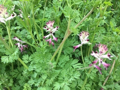 Fumaria occidentalis