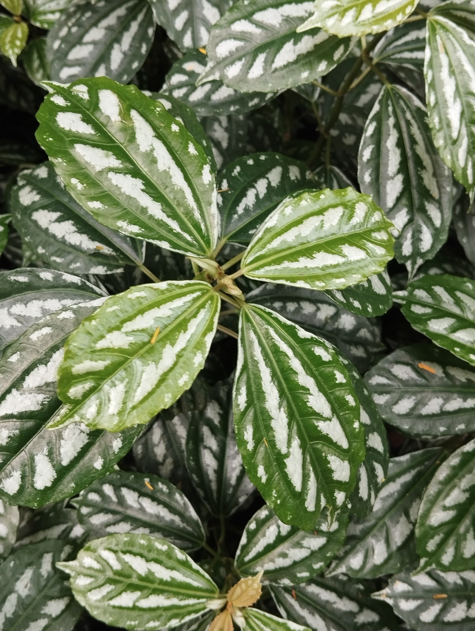 Imagem de Planta-mosaico