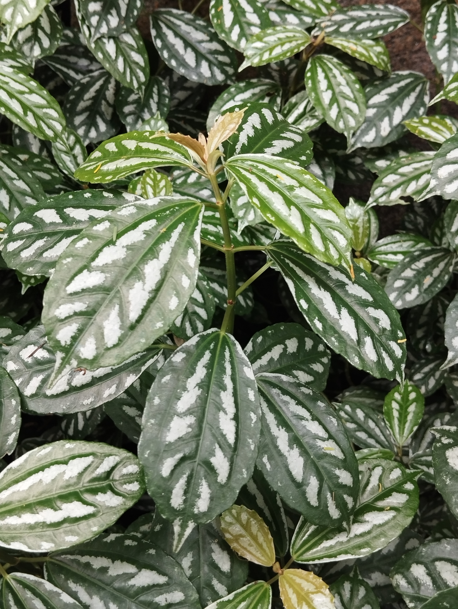 Imagem de Planta-mosaico