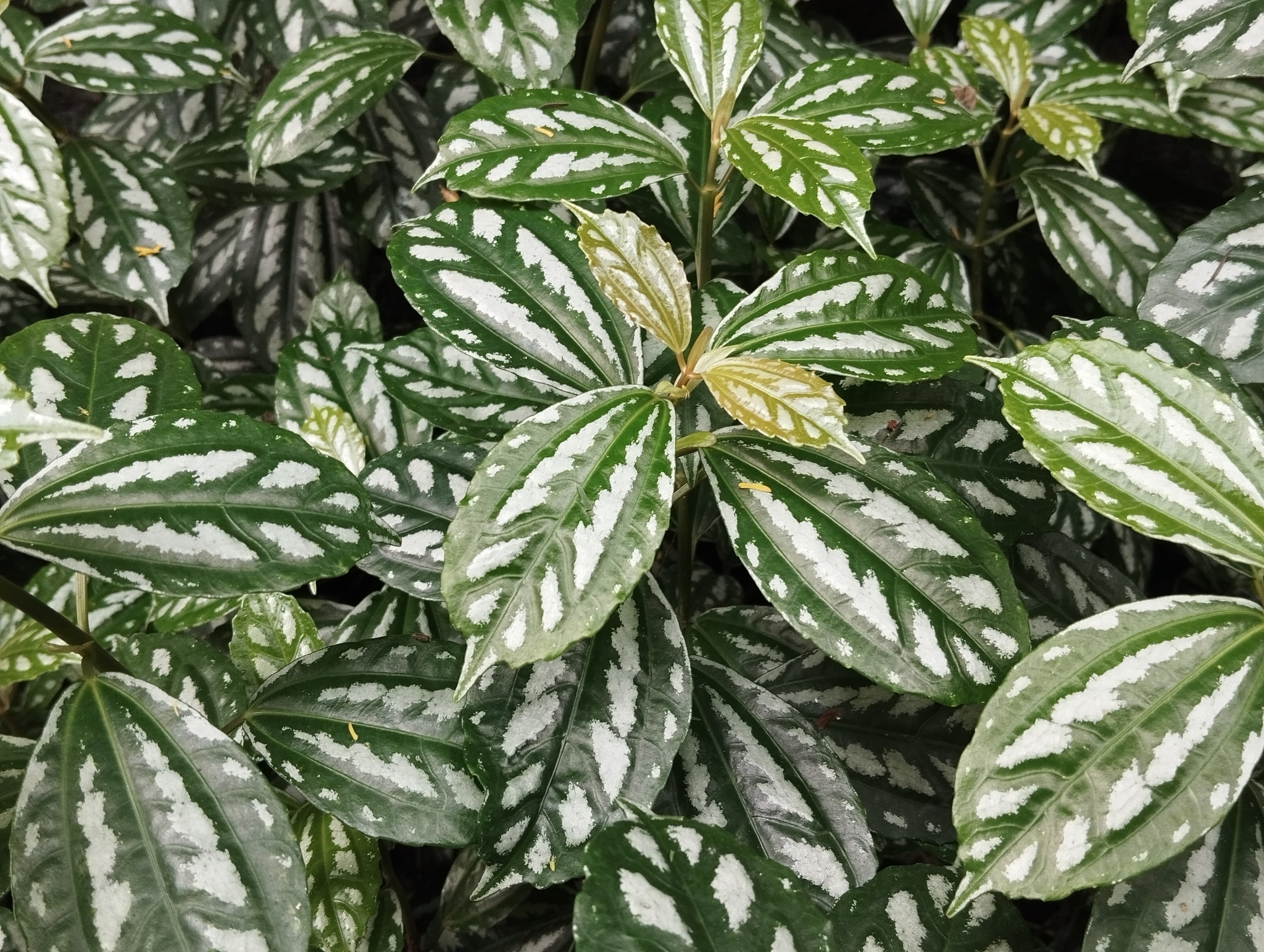 Imagem de Planta-mosaico