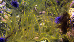 Ophiothrix spiculata image