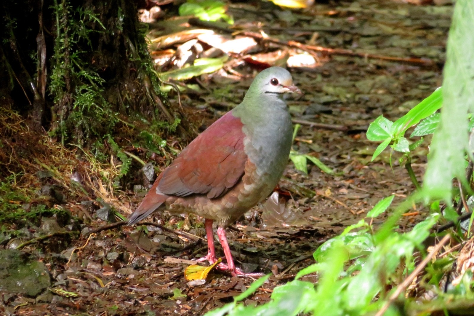 Buff-fronted Quail-Dove (Zentrygon costaricensis), photo 9