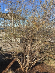 Viburnaceae