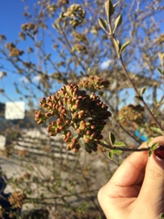 Viburnaceae