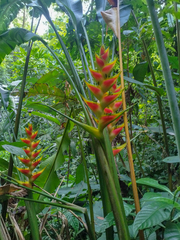 Heliconia wagneriana image