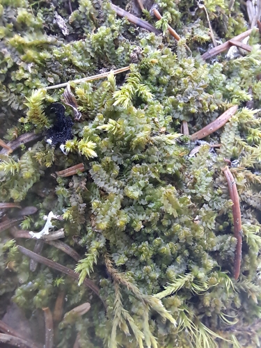 Image of Barbilophozia barbata by no rights reserved
