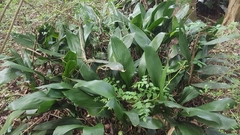 Aspidistra elatior