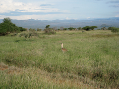 Ardeotis kori