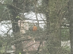 Turdus migratorius