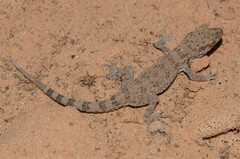 Baluch Ground Gecko photo 5