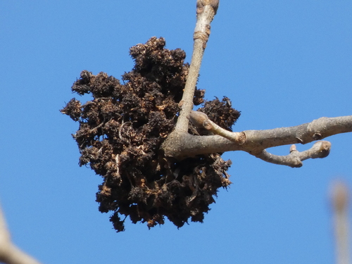 Ash Key Gall Mite, Province of Brescia, Italy, photo 5 of 10