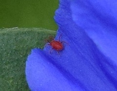 Balaustium