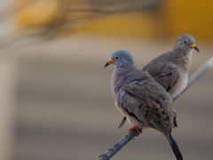 Croaking Ground Dove photo 3