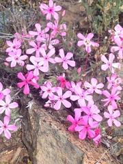 Phlox hirsuta