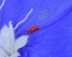 Balaustium