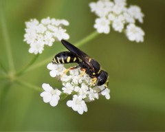 Ectemnius decemmaculatus
