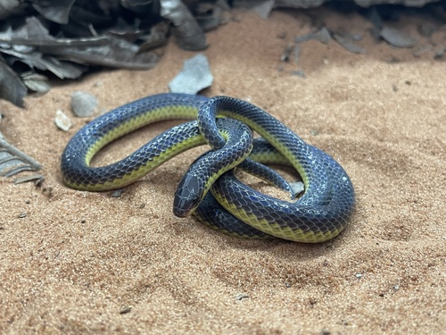 Albuquerque Ground Snake
