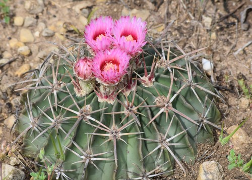 Horse Crippler Cactus