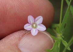 Convolvulus simulans