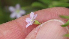 Convolvulus simulans