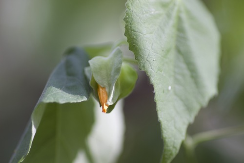 Whiteleaf Indian mallow (Abutilon hypoleucum)