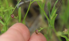 Convolvulus simulans