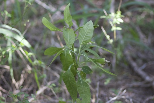 Image of Verbesina microptera by no rights reserved