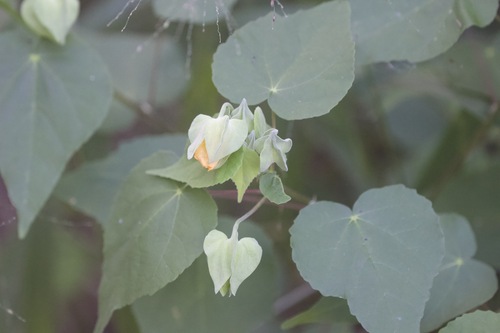 Whiteleaf Indian mallow (Abutilon hypoleucum)
