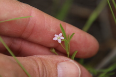 Convolvulus simulans