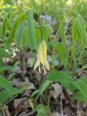 Uvularia