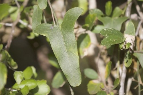 Image of Nephroia diversifolia by no rights reserved