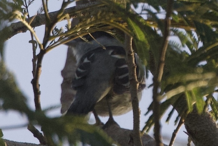Grey-collared Becard (Pachyramphus major), photo 4
