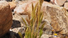 Festuca octoflora hirtella