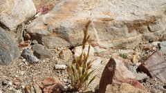 Festuca octoflora hirtella
