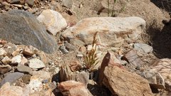 Festuca octoflora hirtella